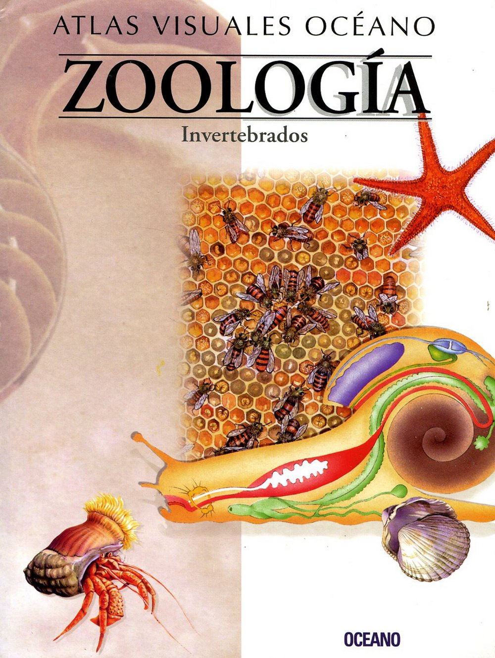 ATL.VISUAL ZOOLOGIA-INVERTEBRADOS: Obra a todo color, de fácil consulta y gran valor didáctico (Atlas visuales Océano)