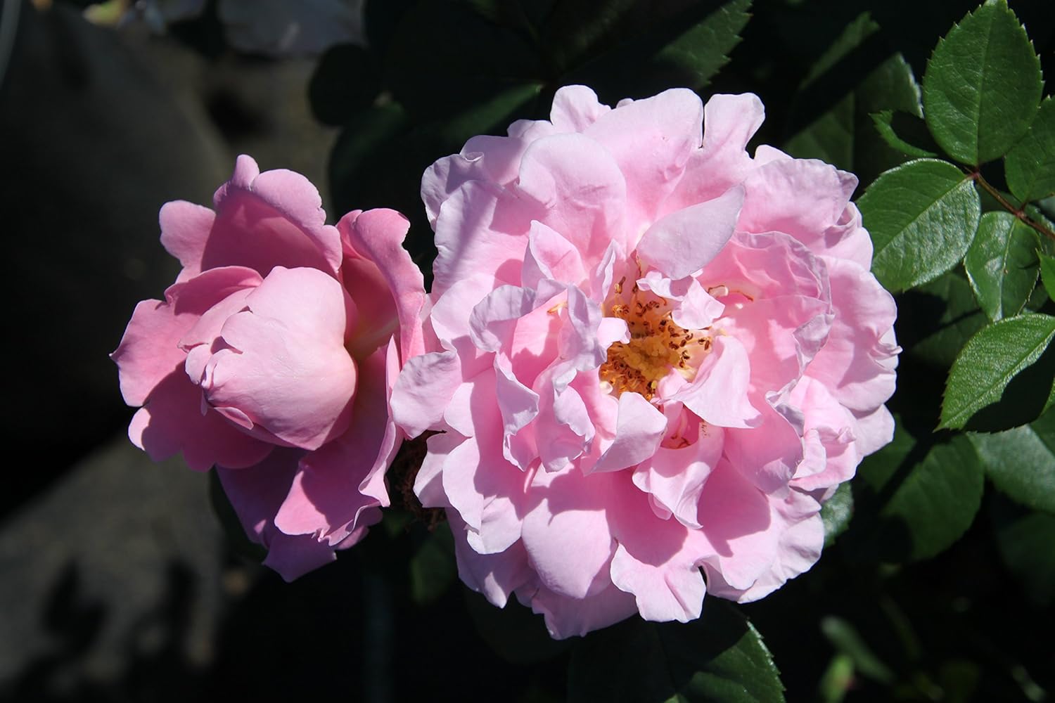 Ramblerrose Gerbe Rose wurzelnackt Amazon.de Garten