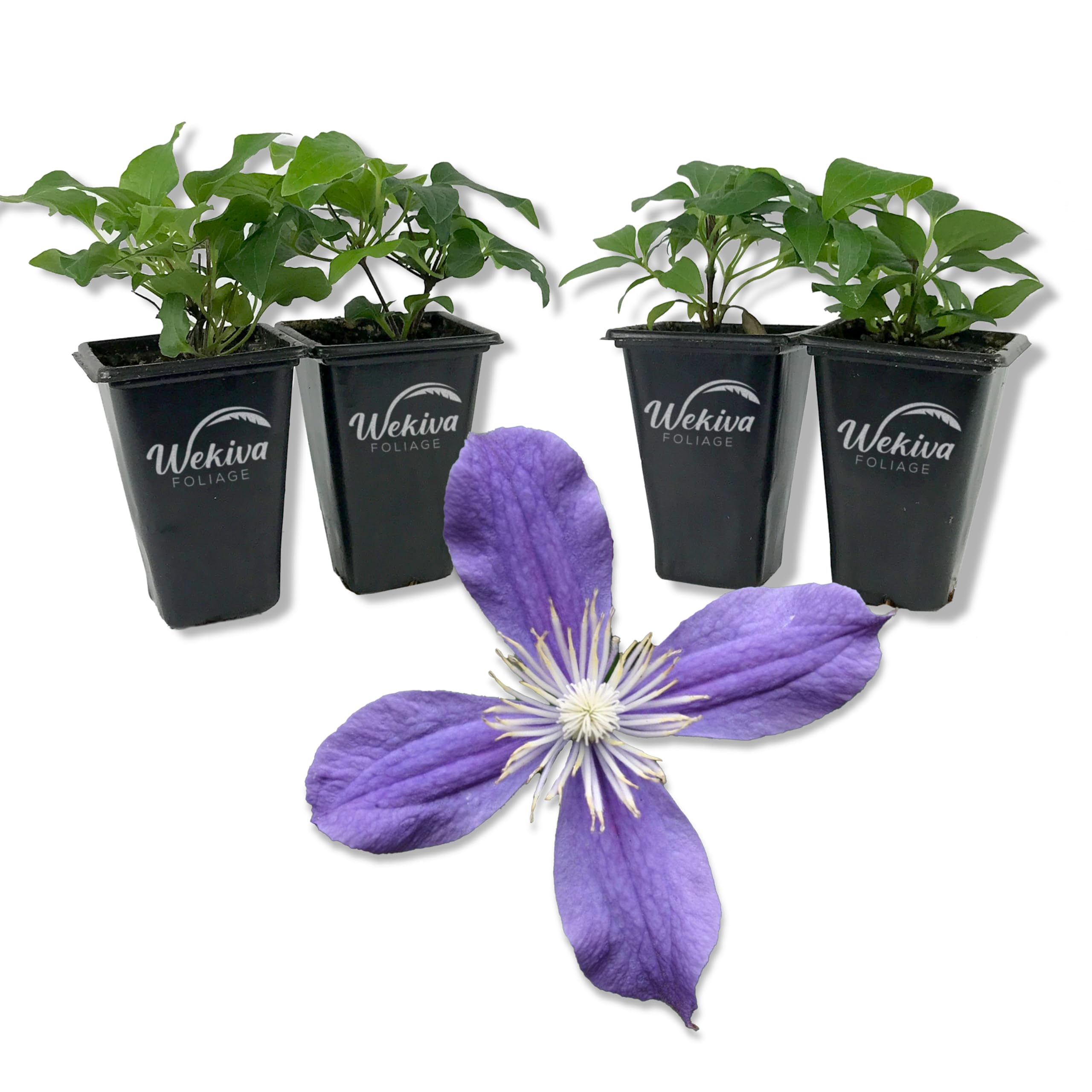 Clematis Arabella - 4 Live Starter Plants in 2 Inch Growers Pots - Starter Plants Ready for The Garden - Rare Clematis for Collectors 4 Plants