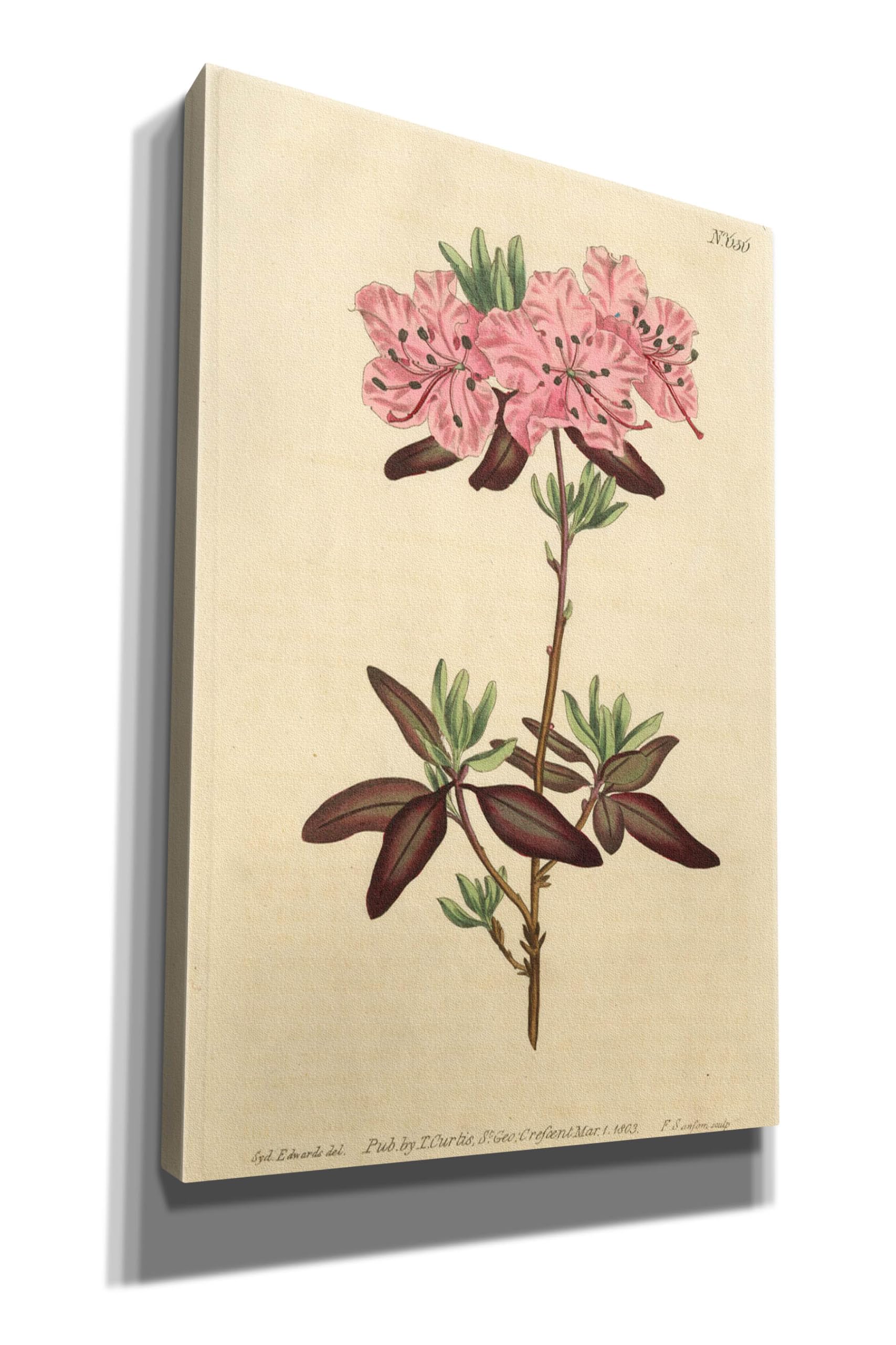 Epic Graffiti 'Dotted Leaved Rhododendron' by Art Licensing Studio Canvas  Wall Art, 12" x 18" : Amazon.ca: Home