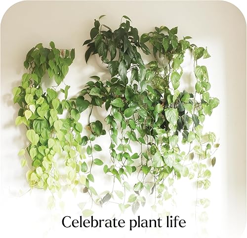 Miniatura 3 de Make Good Virgo - Macetas de pared (anchas, juego de 6), fáciles de regar e instalar, ligeras, diseña tu propio jardín vertical, plástico de melamina