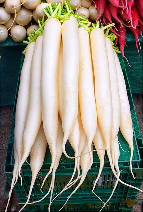Radish/MOOLI/MULANGI Seeds Best for Home and Terrace Garden 250 Seeds