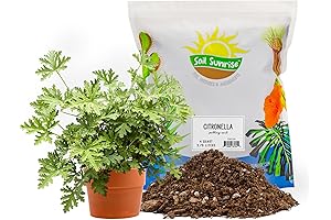 Citronella Plant Potting Soil Mix: Perfect for Growing and Repotting Citronella Plants