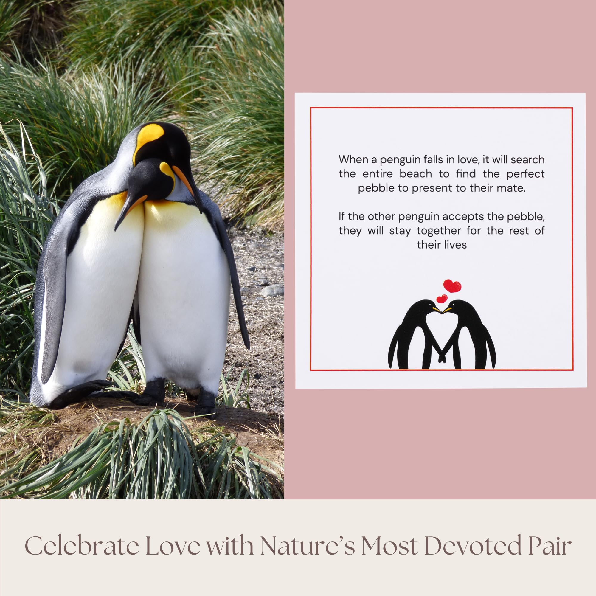 Wedding Anniversary Penguin Pebble Gift - Years Down, Forever to Go Card & Happy Anniversary Box Unique Gift for Husband, Wife, Boyfriend, Girlfriend 1st 10th 25th 50th - Image 3