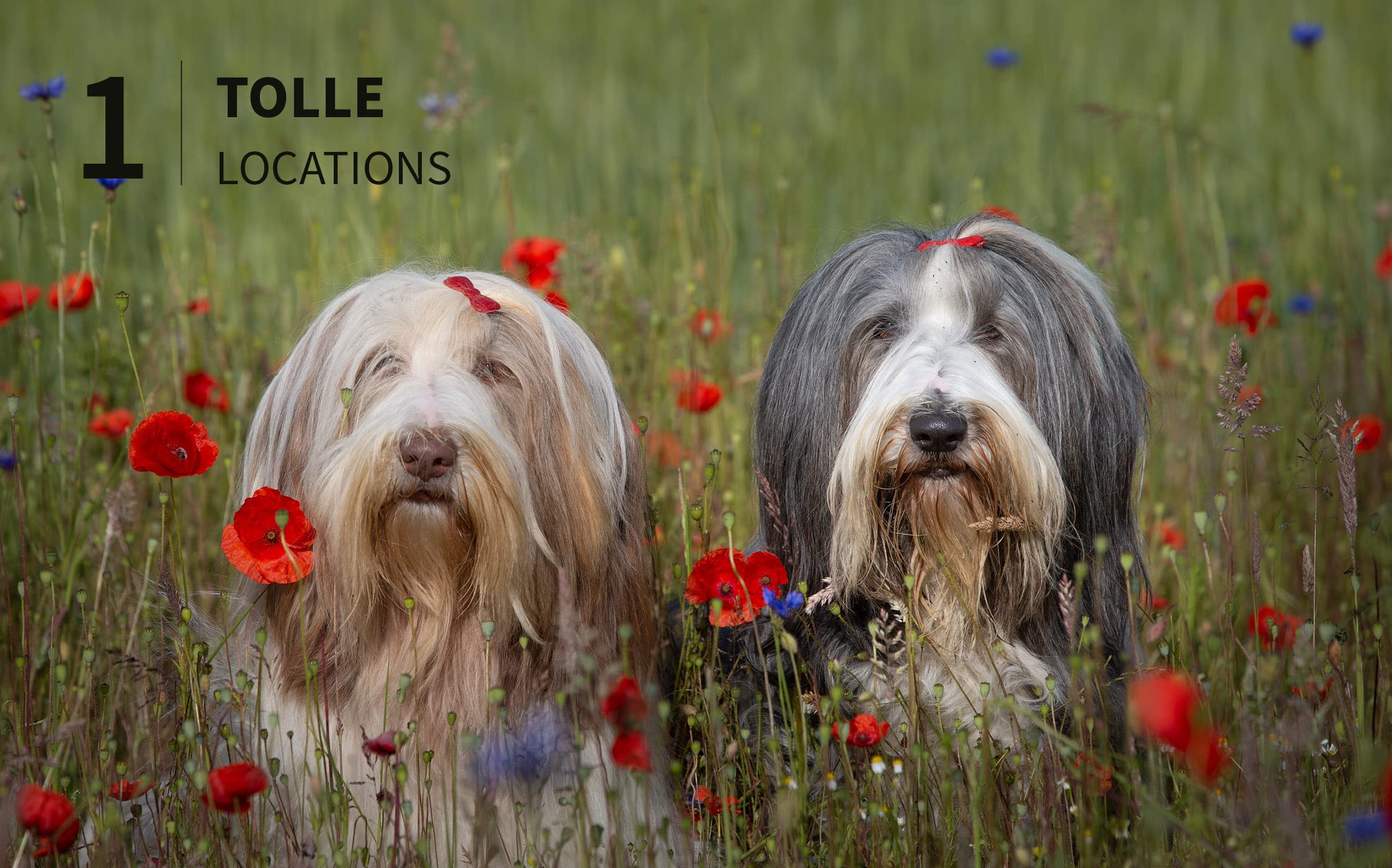 Hunde fotografieren - Kreative Bilder mit "Wau-Effekt"