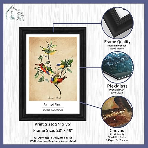 Vista 246 de Towee Bunting by James Audubon - Marco biselado negro de 12 x 16 pulgadas, decoración artística enmarcada para pared, reproducción de pinturas