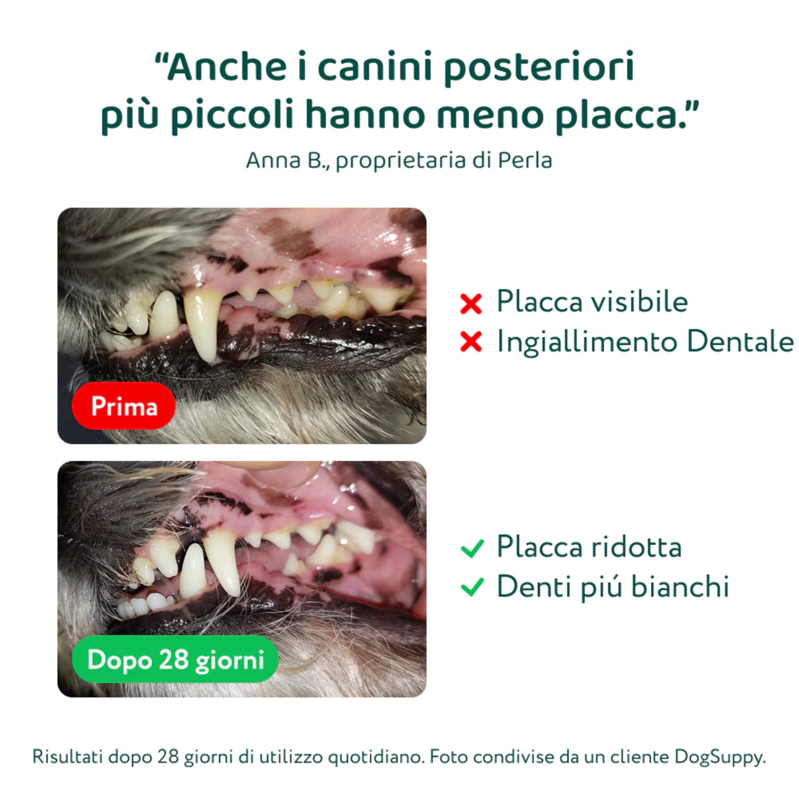 DogSuppy Dental Bright per Cani, 100% Naturale, 60 dosi