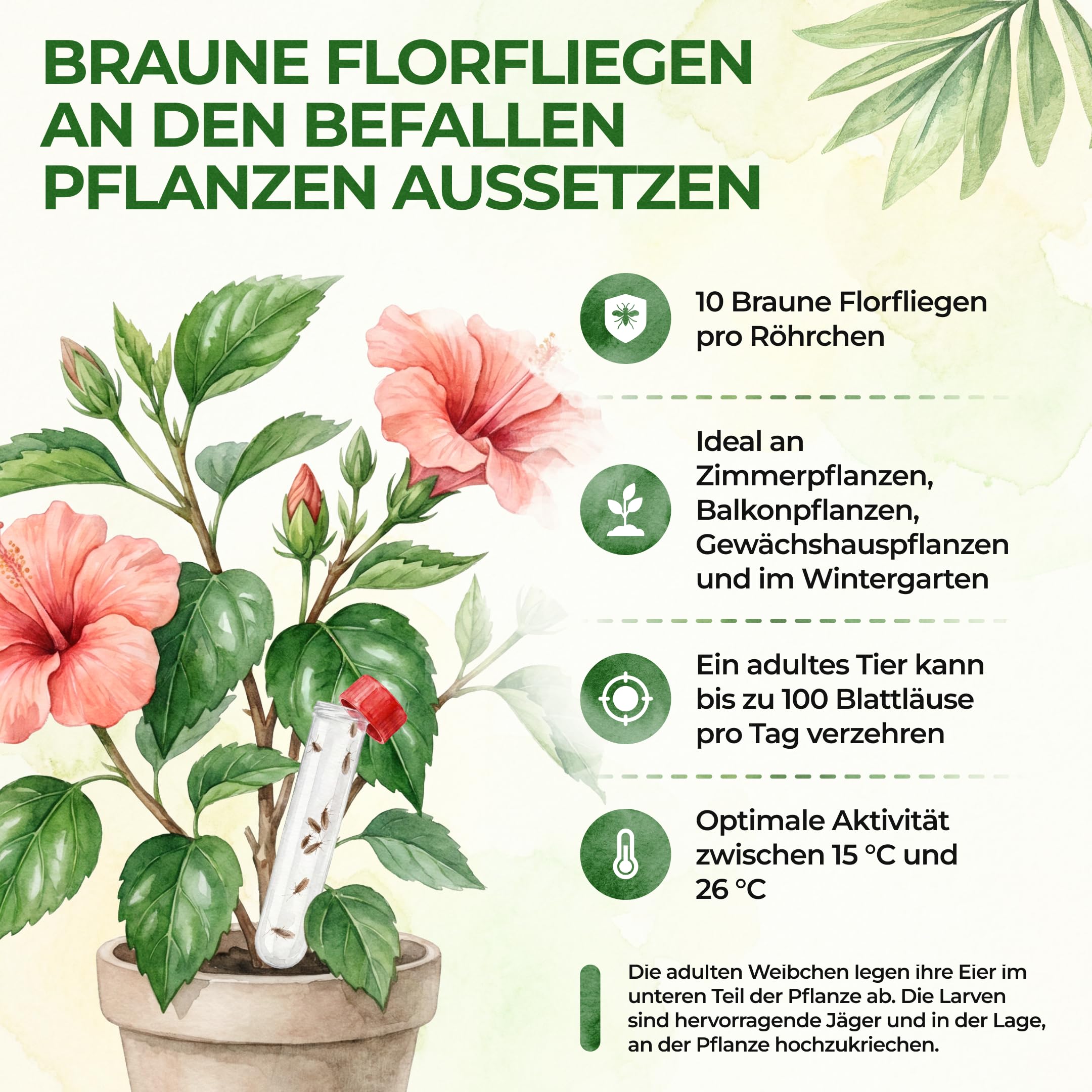 GREEN GUARDIA Braune Florfliegen (Micromus angulatus) 2X Röhrchen für ca. 4m² - Nützlinge gegen Blattläuse, Spinnmilben, Thripse & Weiße Fliegen