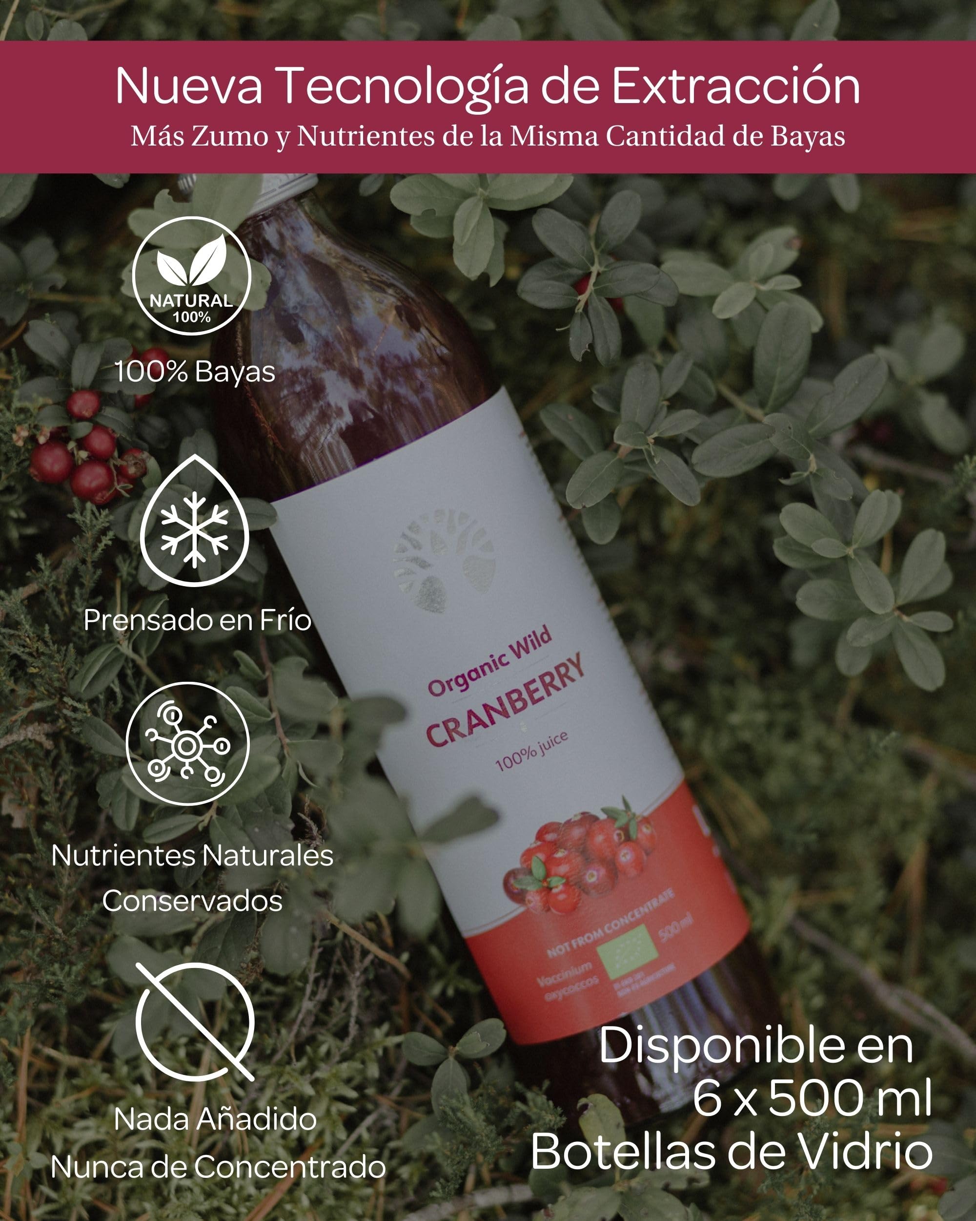 Zumo de arándano orgánico 100% puro, sin azúcar añadido, prensado en frío, arándanos nórdicos silvestres, intenso y sin azúcar, 6 botellas de vidrio de 500 ml