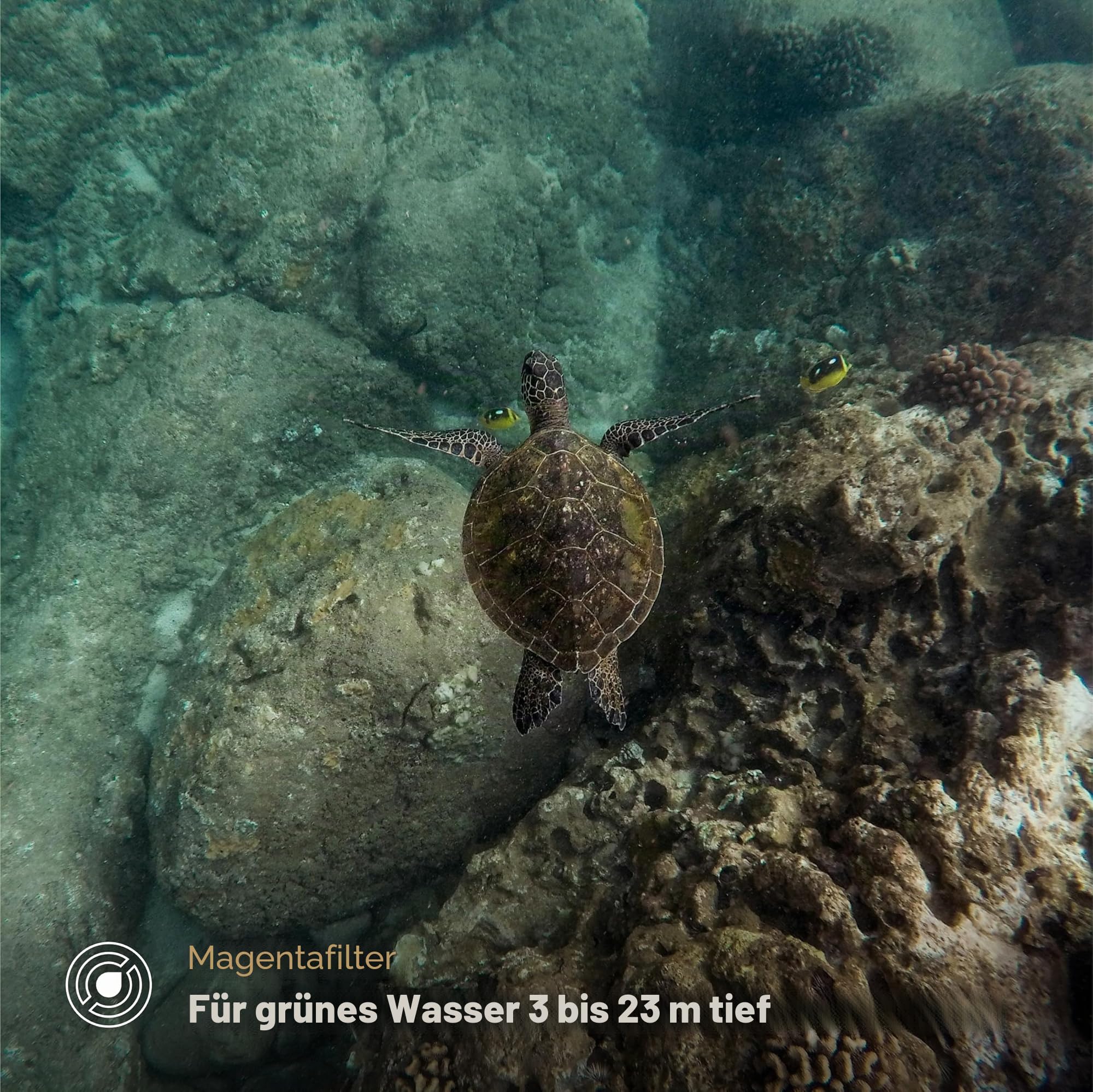 PolarPro - DiveMaster - für Hero 9/10/11 Schwarz - Schutzgehäuse - Schnell und sicher - Fangen Sie leuchtende Farben in blauen, grünen und flachen Gewässern EIN - Tauchen
