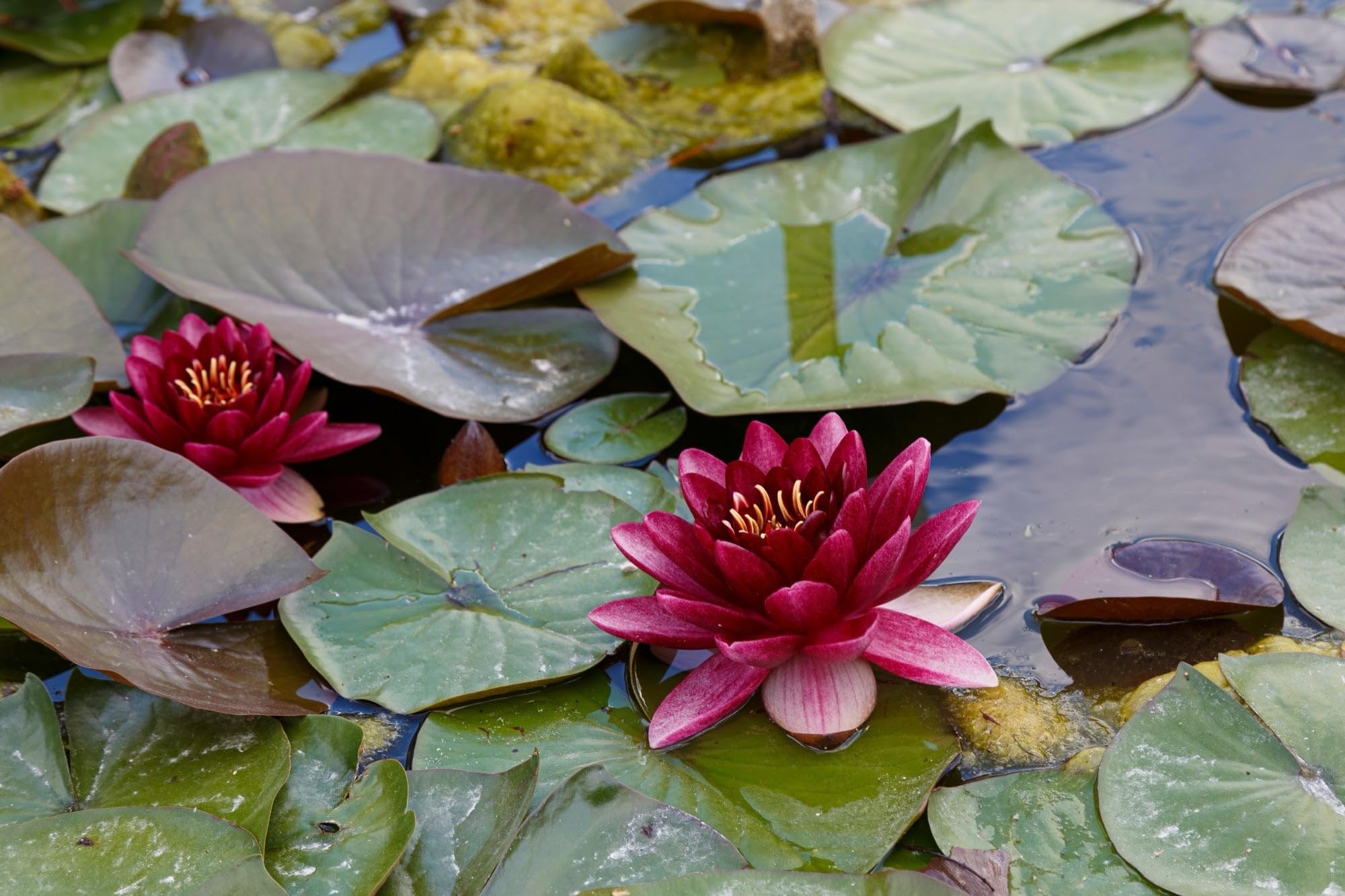 Lincsplants - Nymphaea 'Perry's Almost Black'-Loose Root