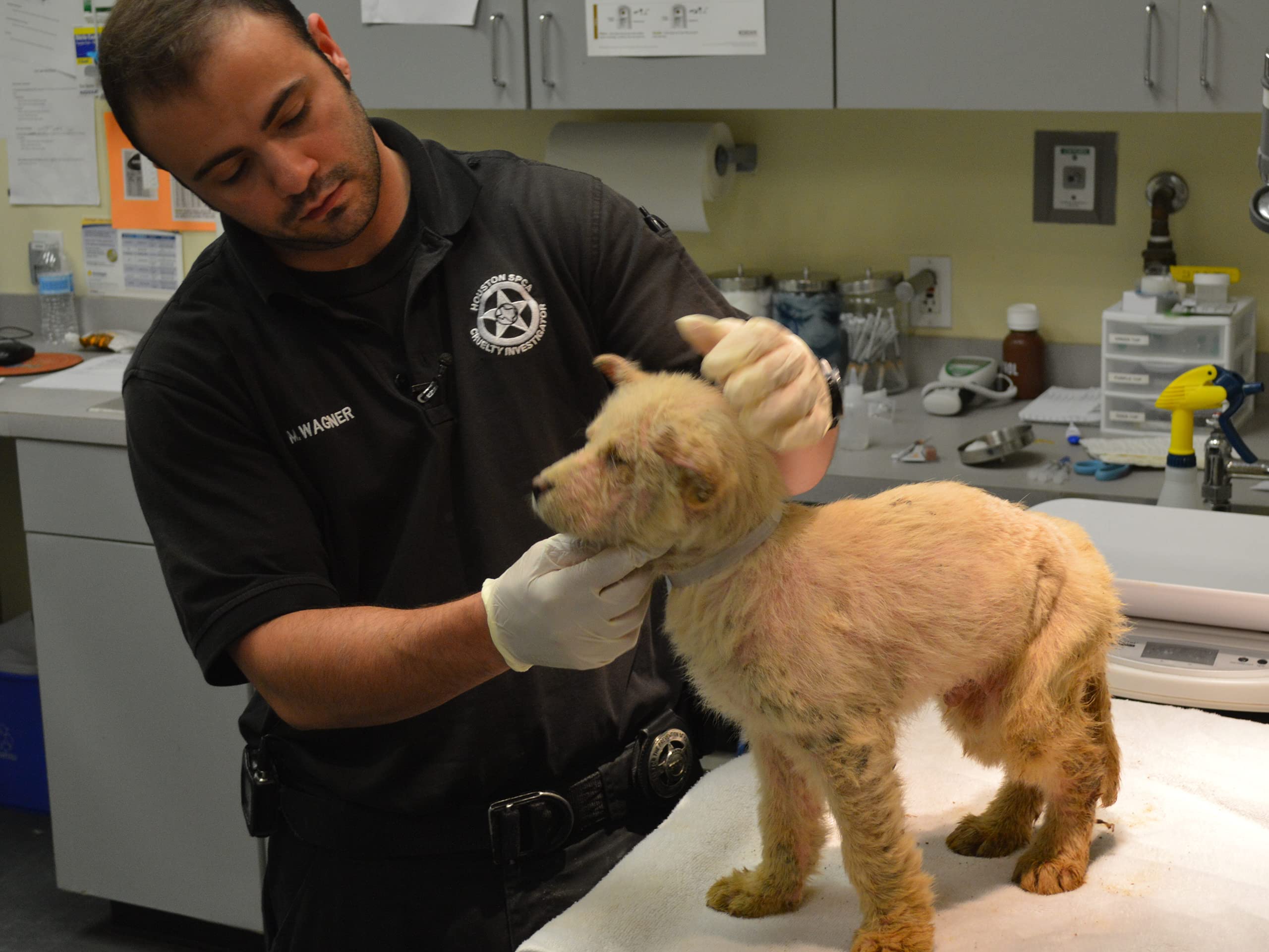 Watch Animal Cops Houston Season 9 Prime Video