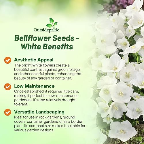 Miniatura 10 de Outsidepride Carpatica - Semillas de campanilla azul para plantar, 10000 piezas de semillas de flores perennes que forman esteras con flores en