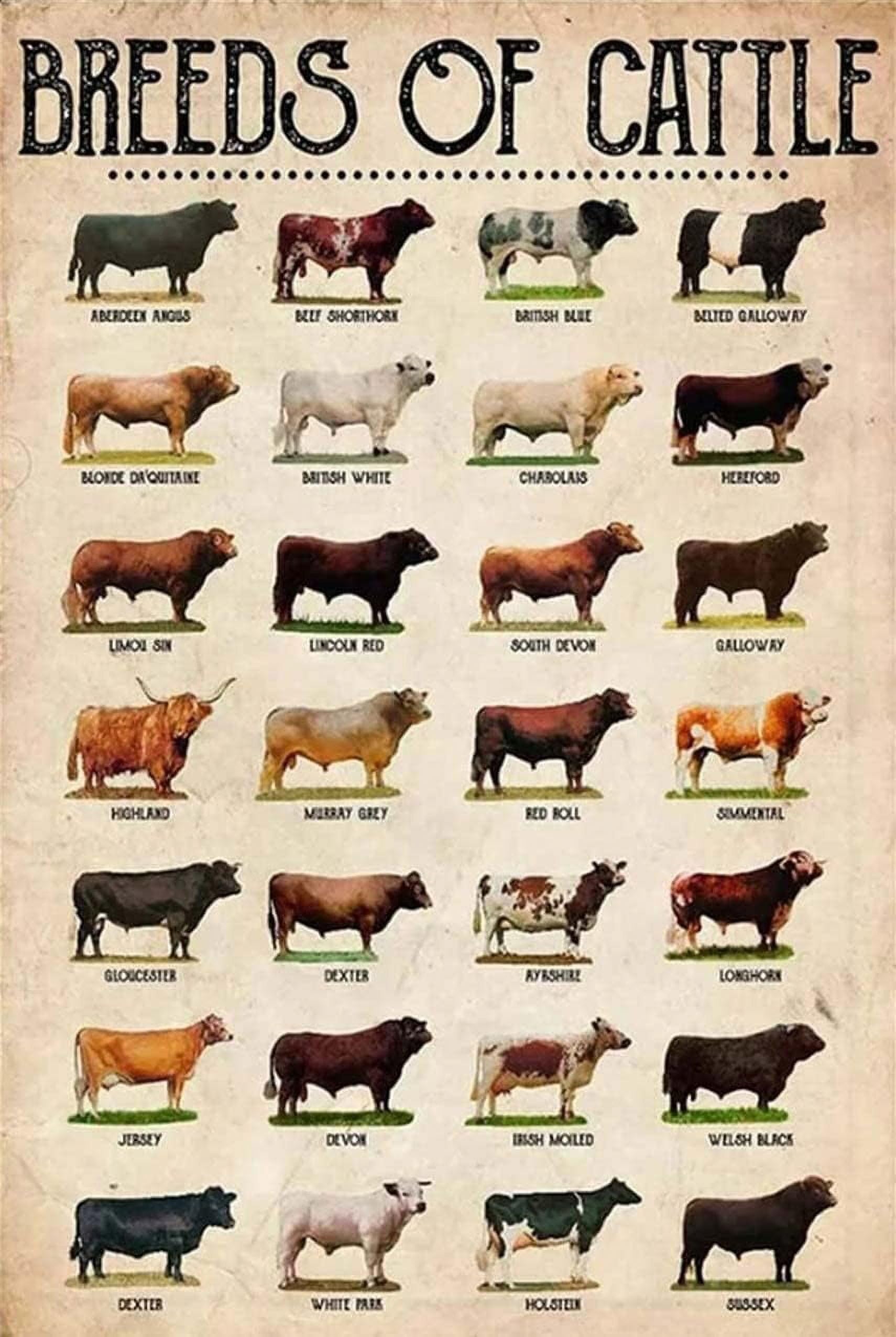 Viewkedt Breeds of Cattle Cow Metal Sign Vintage Rustic 8x12 Inch Wall Art Decorative Signage