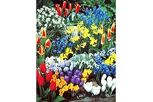 A Spring Garden That Blooms for 50 Continuous Days with 50 Exquisite Bulbs