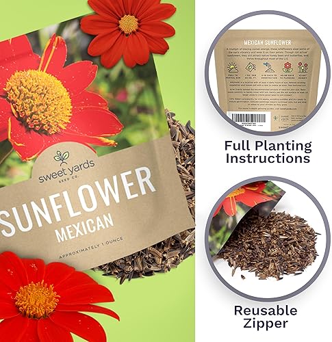 Miniatura 5 de Semillas de girasol mexicano - Paquete extra grande - Más de 2,500 semillas de flores silvestres polinizadas abiertas sin OMG - Tithonia rotundifolia