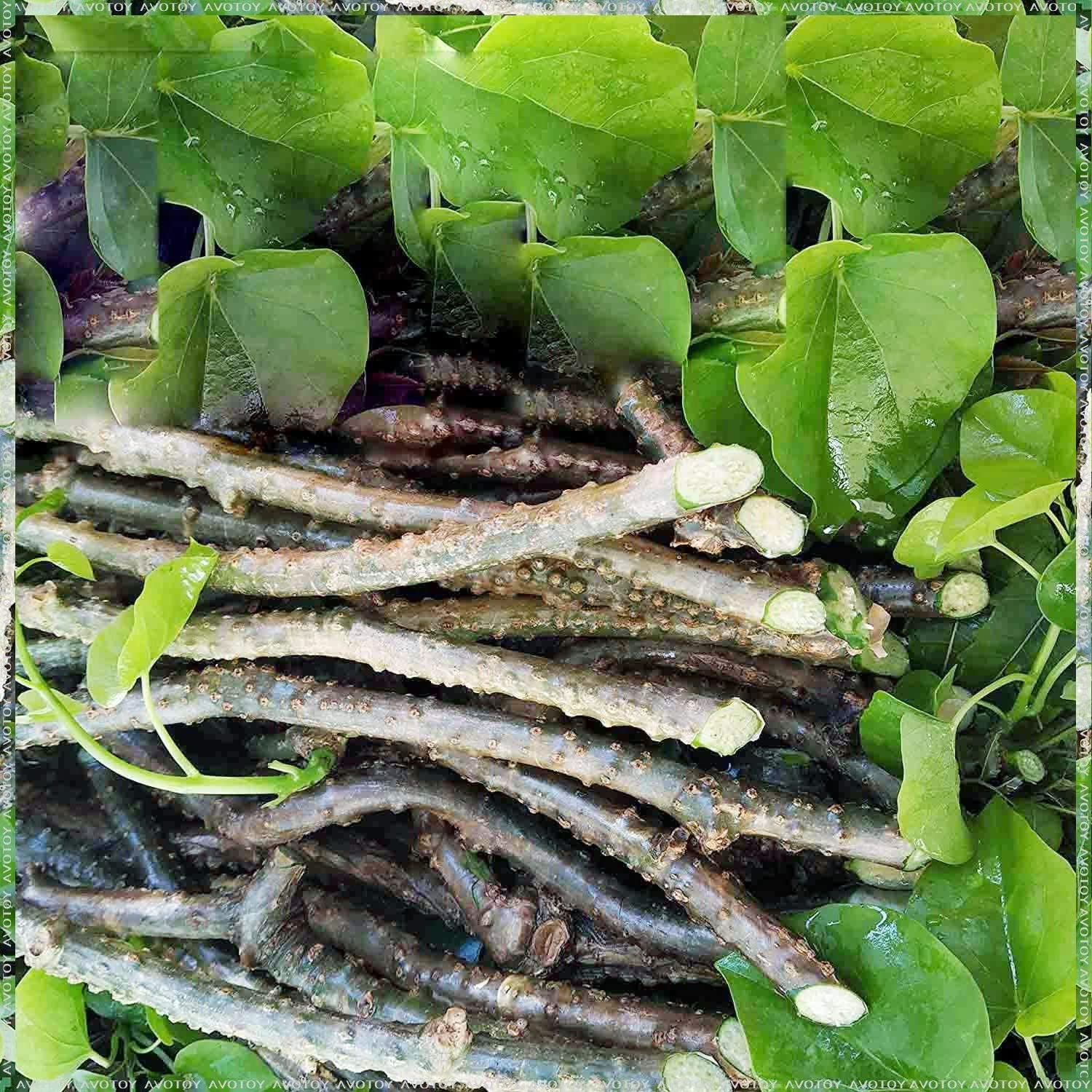 YOTOVA Natural Neem Tree Giloy Guruch Gulvel Guduchi Fresh Plant Sticks Bel Tinospora Cordifolia Plant Stems 500 Grams (B09LYPTLR6) Amazon Price History, Amazon Price Tracker