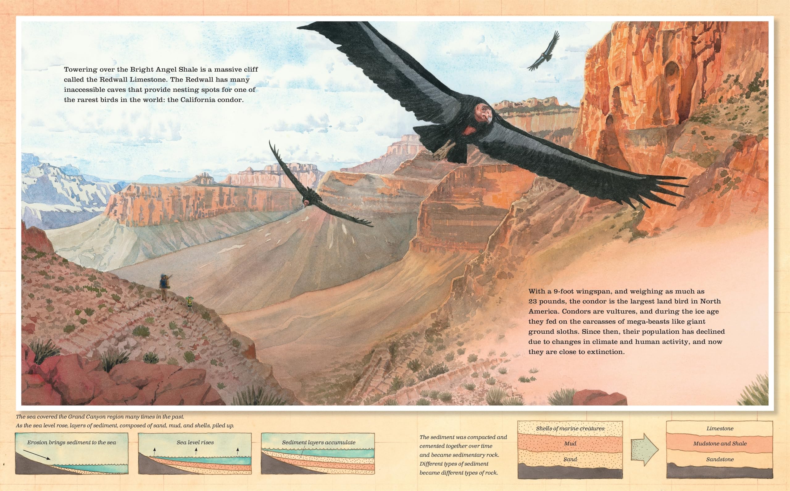 Grand Canyon: (Caldecott Honor Book)