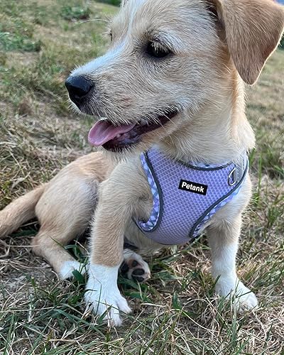 Miniatura 2 de Petank Arnés para perros pequeños y medianos sin tirones, juego de arnés y correa para cachorro, arnés para perro fácil de caminar, correr,