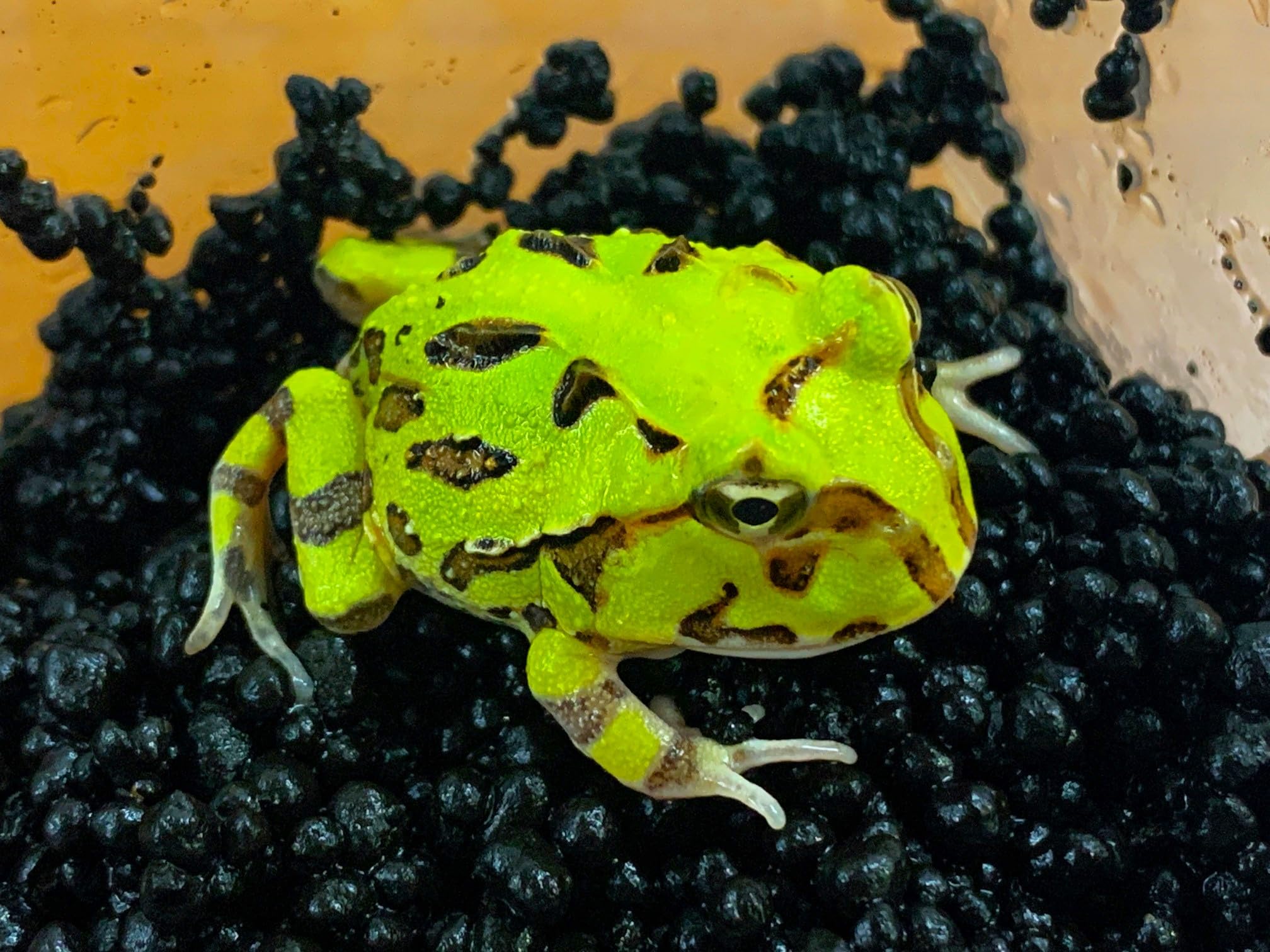 【値下げしました】ブラジルツノガエル 難あり 激おこシーンあり】ブラジルツノガエル厳選個体23 -3 - YouTube
