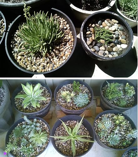 Voulosimi 12 LBS River Rock Stones, Natural Decorative Polished Mixed Pebbles Gravel,Outdoor Decorative Stones for Plant Aquariums, Landscaping, Vase Fillers(Mixed Colors,9 LB)