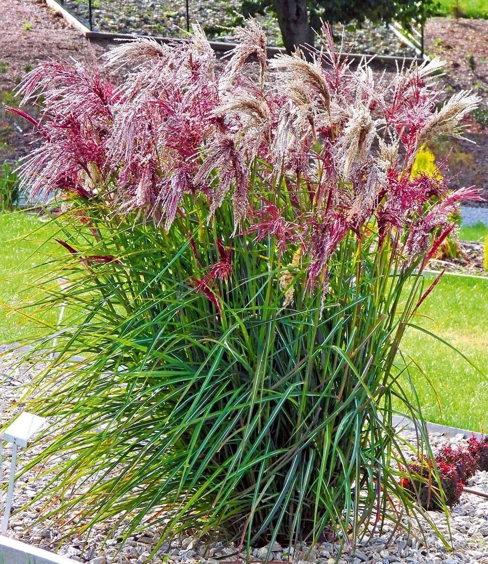BALDUR Garten 5x Miscanthus Boucle®, Knollen in Größe I