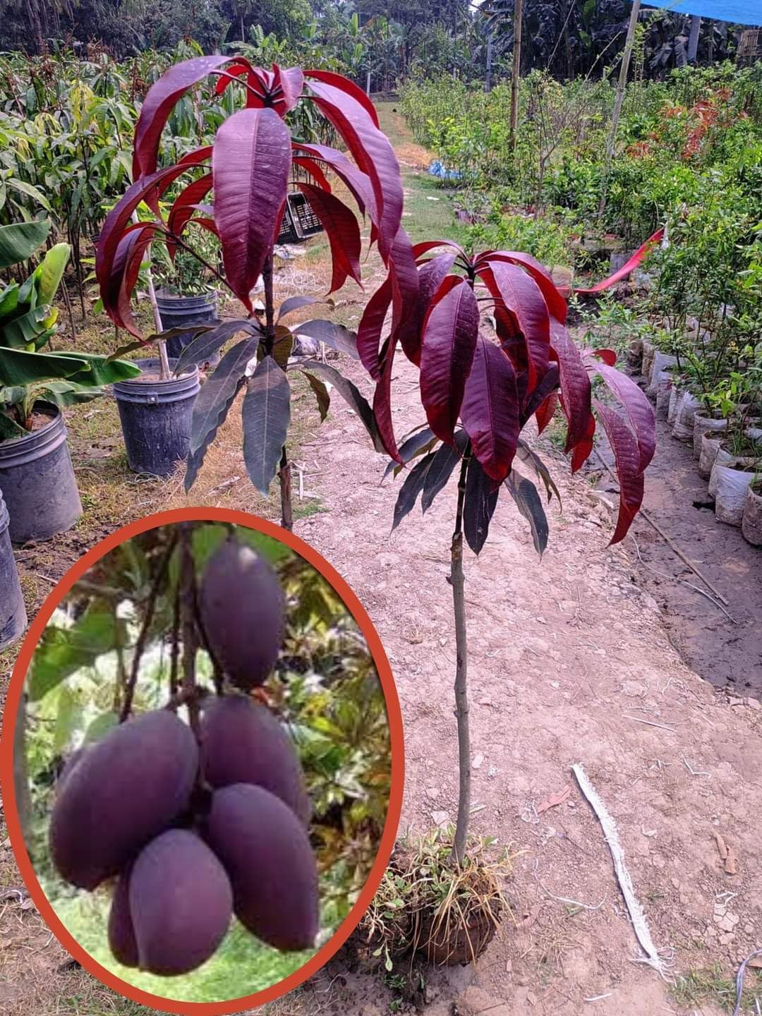 ONLINE PLANT BAZAR KASTURI BLACK MANGO GRAFTED LIVE PLANT-KB1 (B0CCVTLQJP) Amazon Price History, Amazon Price Tracker
