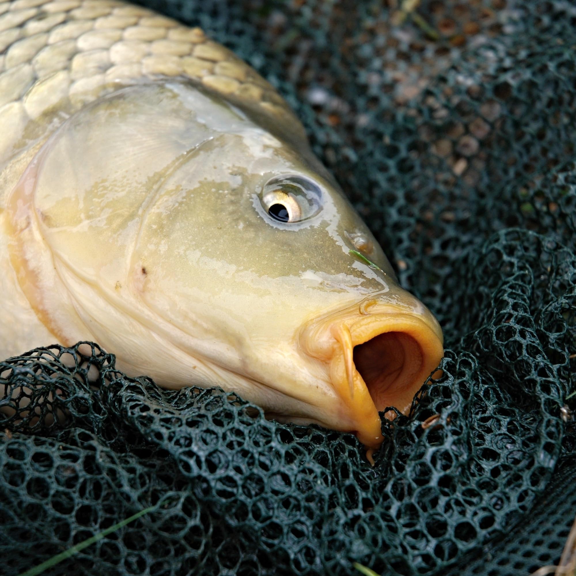 Juego de 3 buscadores plegables de 15 g – Plomos – Plomos – Plomos – Pesos – Pesos de plomo – Pesos de plomo – Accesorios de pesca – Accesorios de pesca – Accesorios de pesca