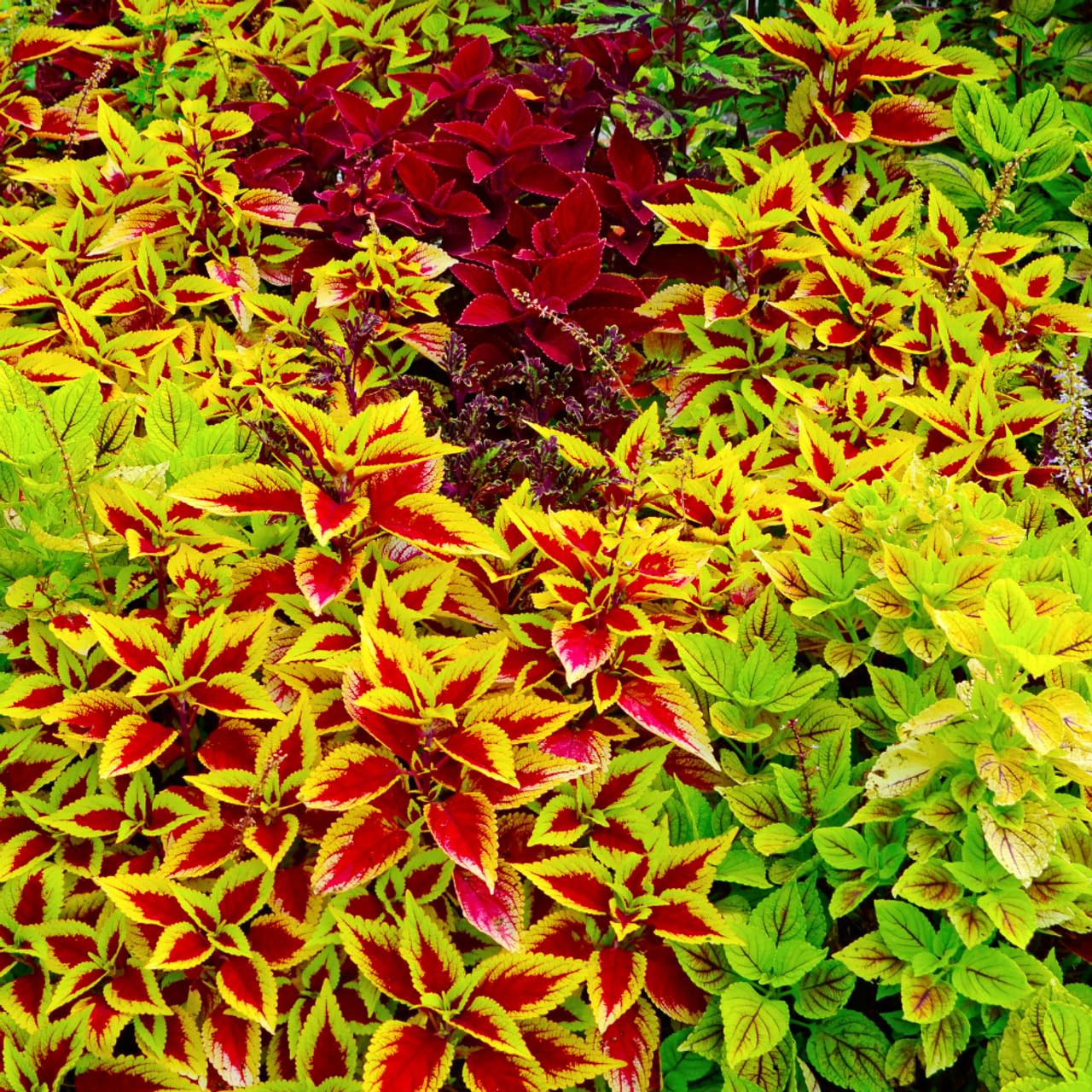 150+Coleus Rainbow Mix Seeds for Planting Outdoor-Beautiful Flower Plant in Your Home Garden Indoors or Outdoors Attractive and Colorful - Image 4