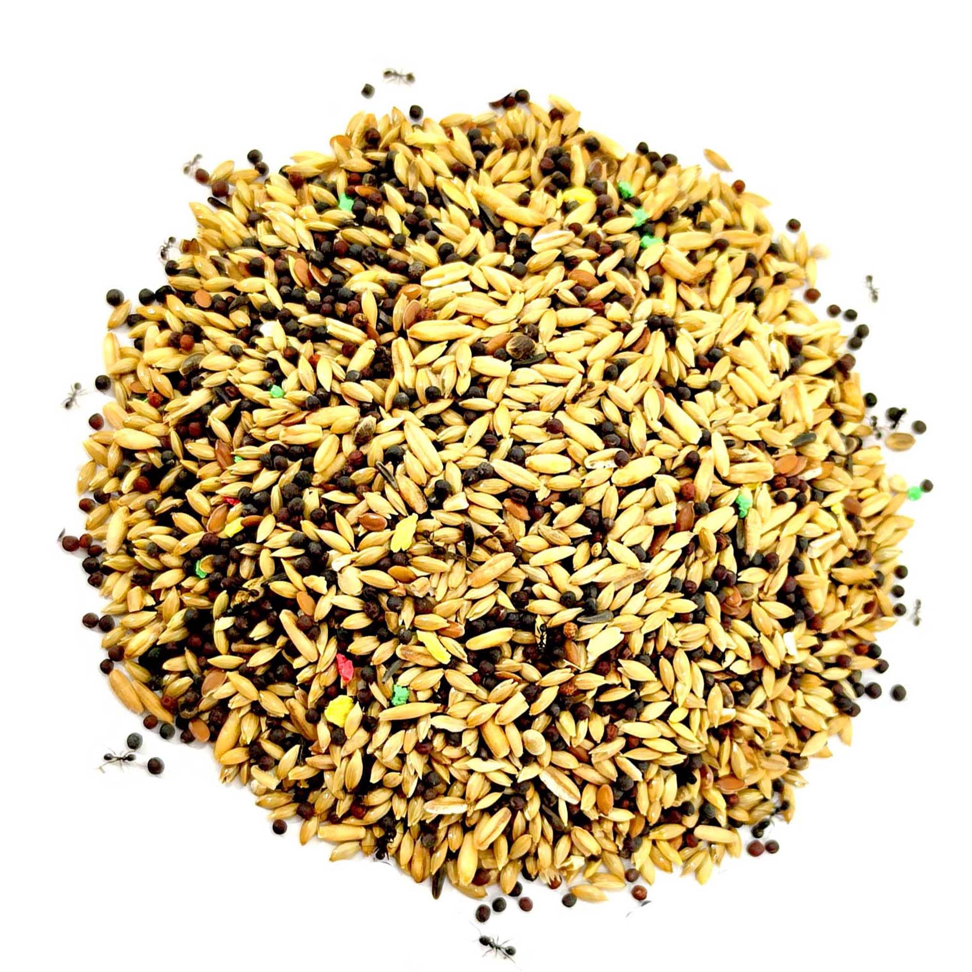 Ameisenfutter, 100 g, Auslöser für Samen, für Ameisen und Ameisen (mittelgroß, 37 x 37 x 50 mm)