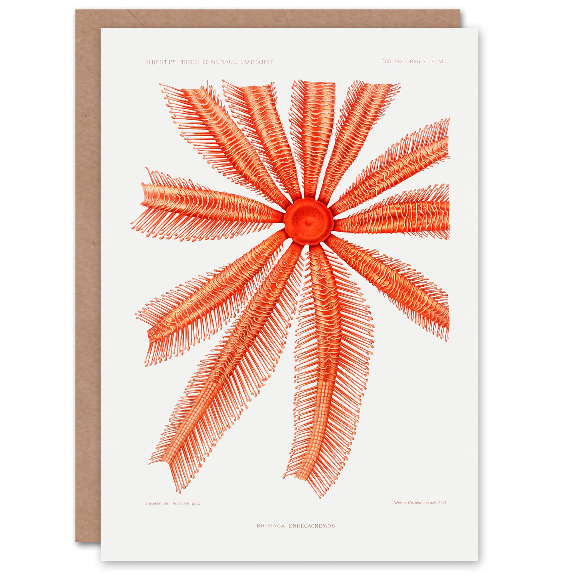 Artery8 Vintage Marine Life Art Card Brisingida Starfish Illustration