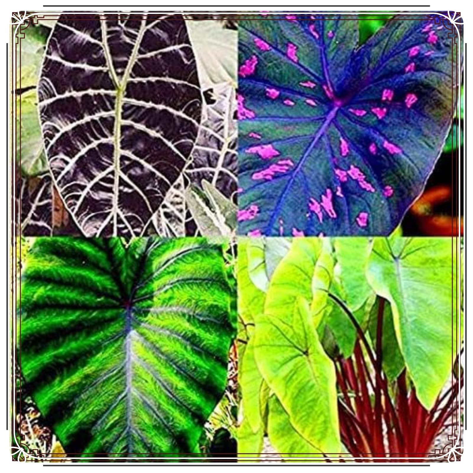 Elephant Ears Bulbs Colocasia Gigantea Bulbs Elephant Ears Plant Ornamental Flowers,Wedding Flowers,Garden Flowers,Hardy Perennial-15bulbs-g — image 1