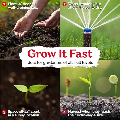 Miniatura 3 de KVITER 100 semillas grandes de jalapeño jumbo para plantar (Capsicum Annuum) – Pimienta tradicional de relleno definitivo, semillas de pimiento