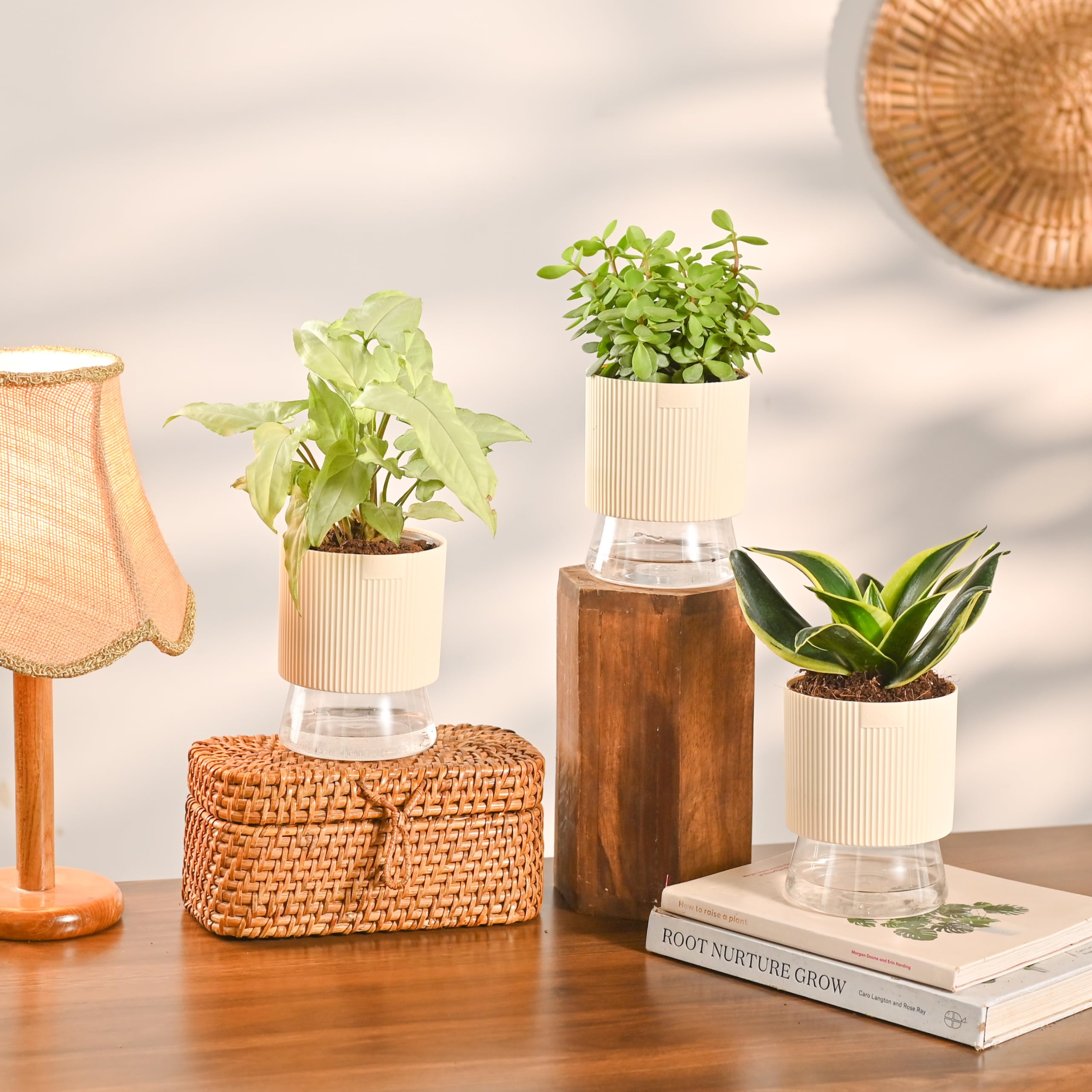 Ugaoo Combo of 3 Live Indoor Plants with Kyoto Self Watering Pots (Ivory) – Lucky Jade, Syngonium White Butterfly & Golden Hahnii Snake for Home Decor & Office-image-20