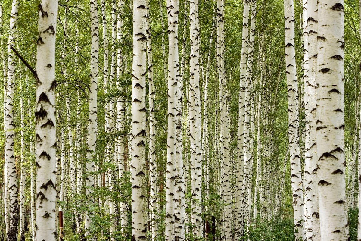 A.S. Création Fototapete Birch Forest 3,75 m x 2,50 m - WALLLOVE Tapete Birkenwald in Creme, Grün inkl. Kleister - DD129576