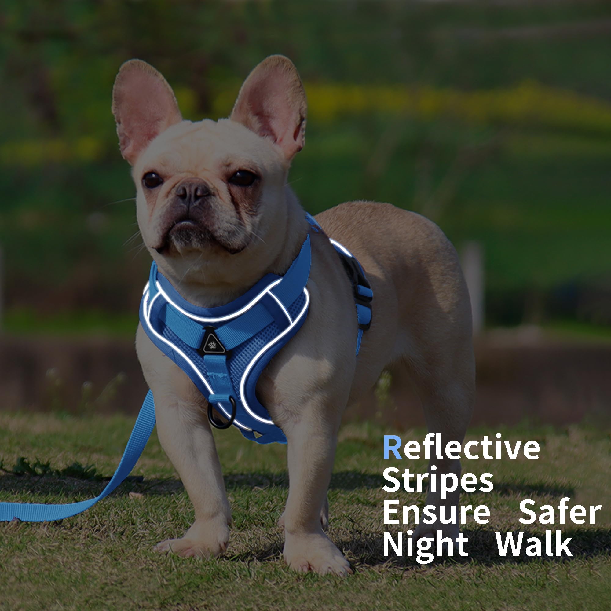 Hundegeschirr mit Leine für kleine Hunde, reflektierend, verstellbar, kein Würgen, mit Frontclip, Katzengeschirr mit atmungsaktivem Netzgewebe, bequem, weich gepolstert, Blau, Größe S
