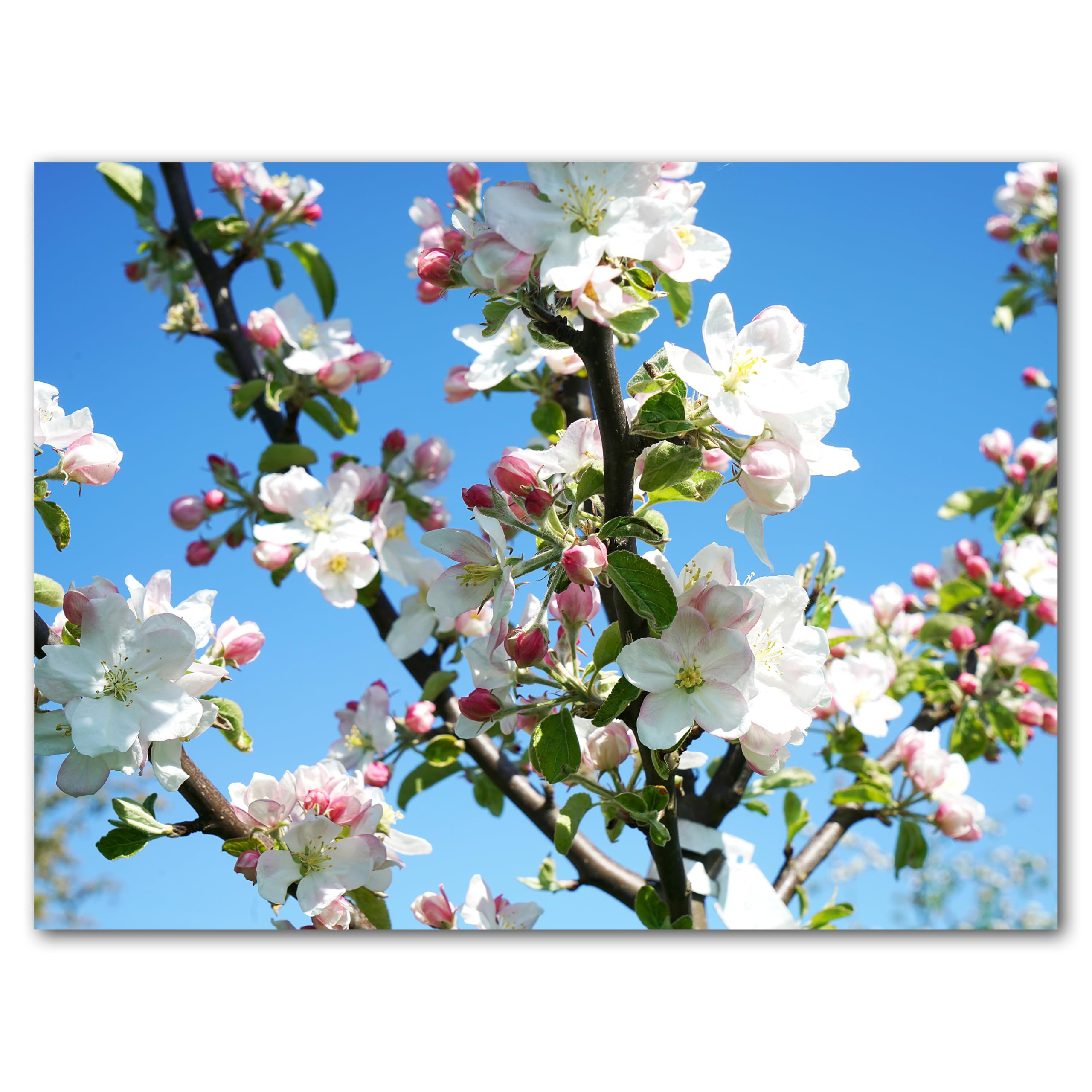Glücksvilla - Fioritura dei meli (tela 2 cm, 60 x 40 cm) | varie misure - quadro murale orizzontale - giardino fiori fioritura pianta natura botanica albero ramo ciliegia