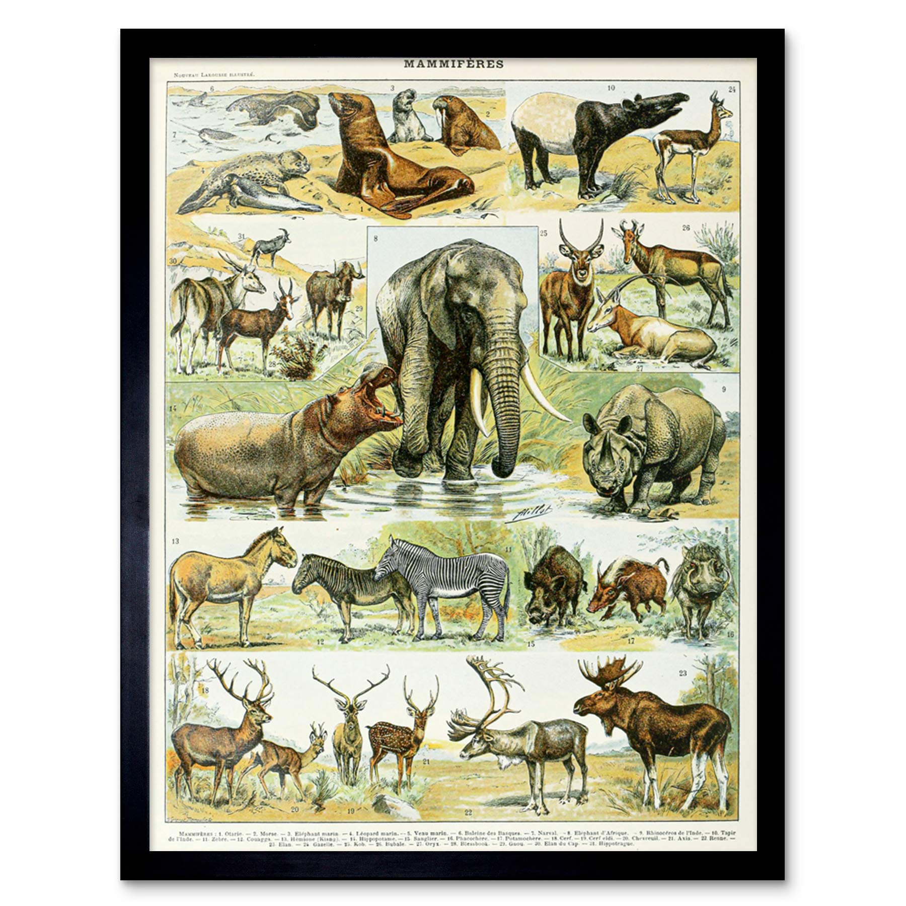 Artery8 Millot Encyclopedia Page Molluscs Shells Art Print Framed Poster Wall Decor 12x16 inch — view 165