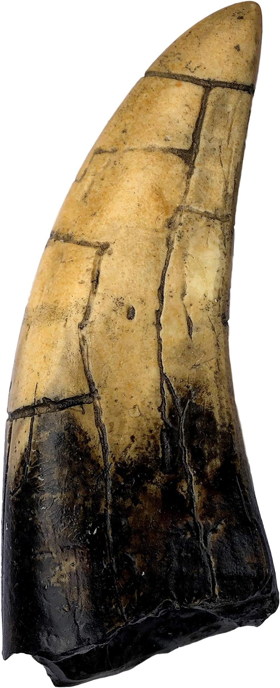 T-Rex - Tyrannosaurus Rex Dinosaur Tooth Replica