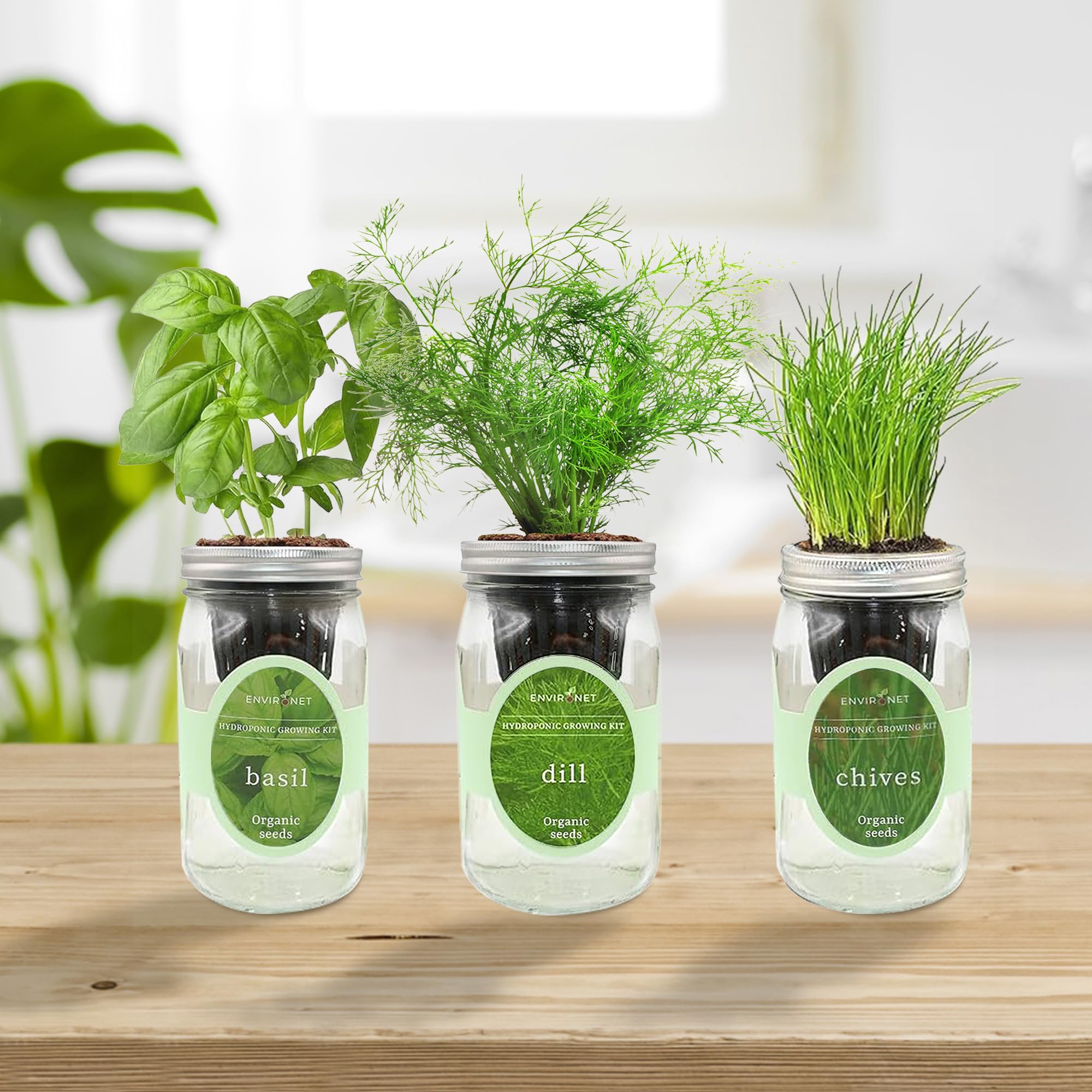 Environet Hydroponic Herb Growing Kit Set, Self-Watering Mason Jar Herb Garden Starter Kit Indoor, Windowsill Herbs Garden, Grow Your Own Herbs from Organic Seeds (Rosemary, Lavender, Oregano)