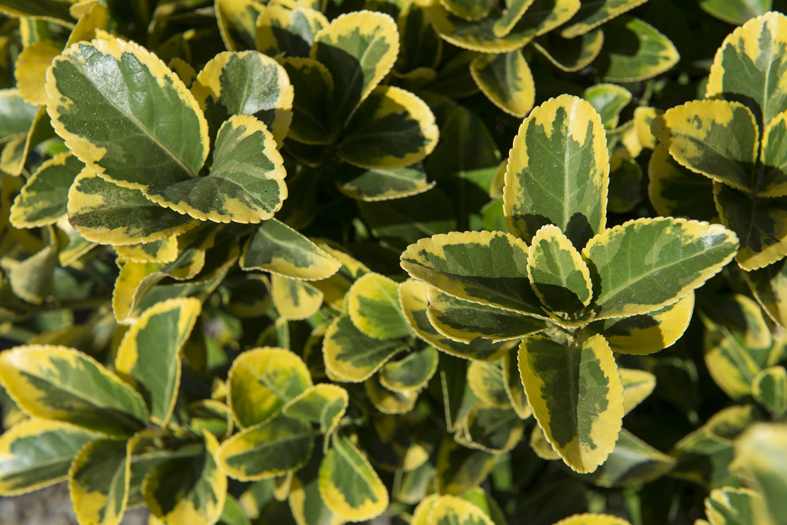 Vannucci Piante - Euonymus japonicus Elegantissimus Aurea, Evonimo Elegantissimus Aureus, Evonimo del Giappone, Pianta vera in vaso di Vannucci Piante, Cespuglio, Pianta da siepe, Pianta da terrazzo