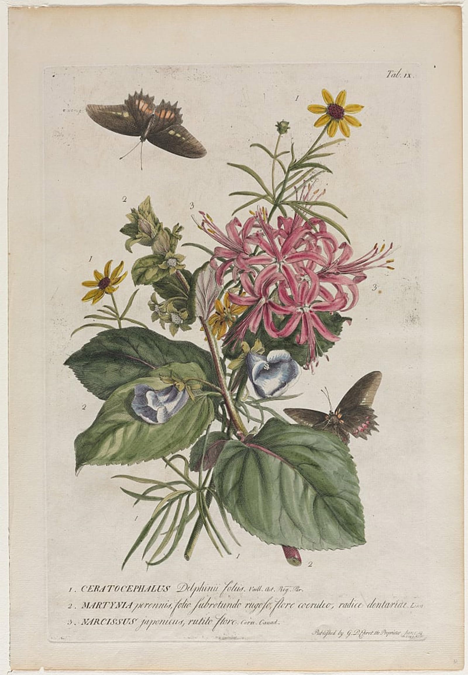 POSTERIIk Vintage Art Print Images Pictures Print Plantae Et Papiliones Rariores No by Georg Dionysius Ehret Modern Colour Posters for Office Home Decor 60x90cm