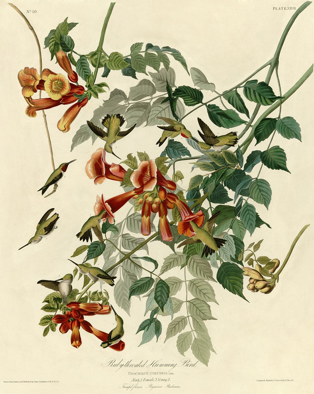 Impression d'art Ruby Throated Humming Bird Audubon grand format finition satinée premium