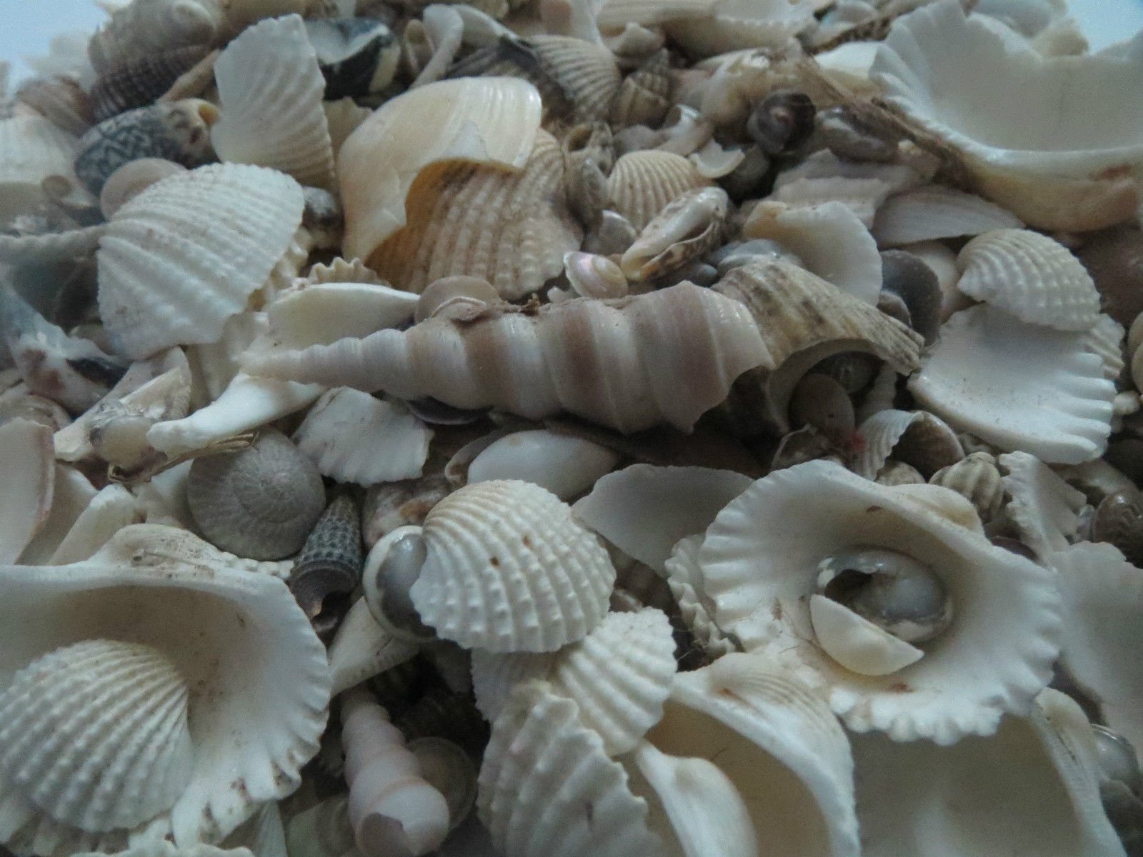 Aquarium & Home Decorate Seep Shank Conch Shells Reef sankh Stone Pebble 500grms (B07227QH81) Amazon Price History, Amazon Price Tracker