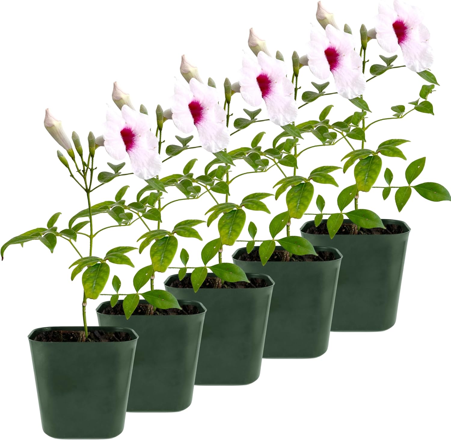 My Shelfie - Pink Bower Flower Vine, Pink Plant Vine for Trellises, Railings, Balconies, and More, 5-6 Inches Tall Live Plants in 2-Inch Pot, Outdoor Plant for USDA Zones 9-11 (5)