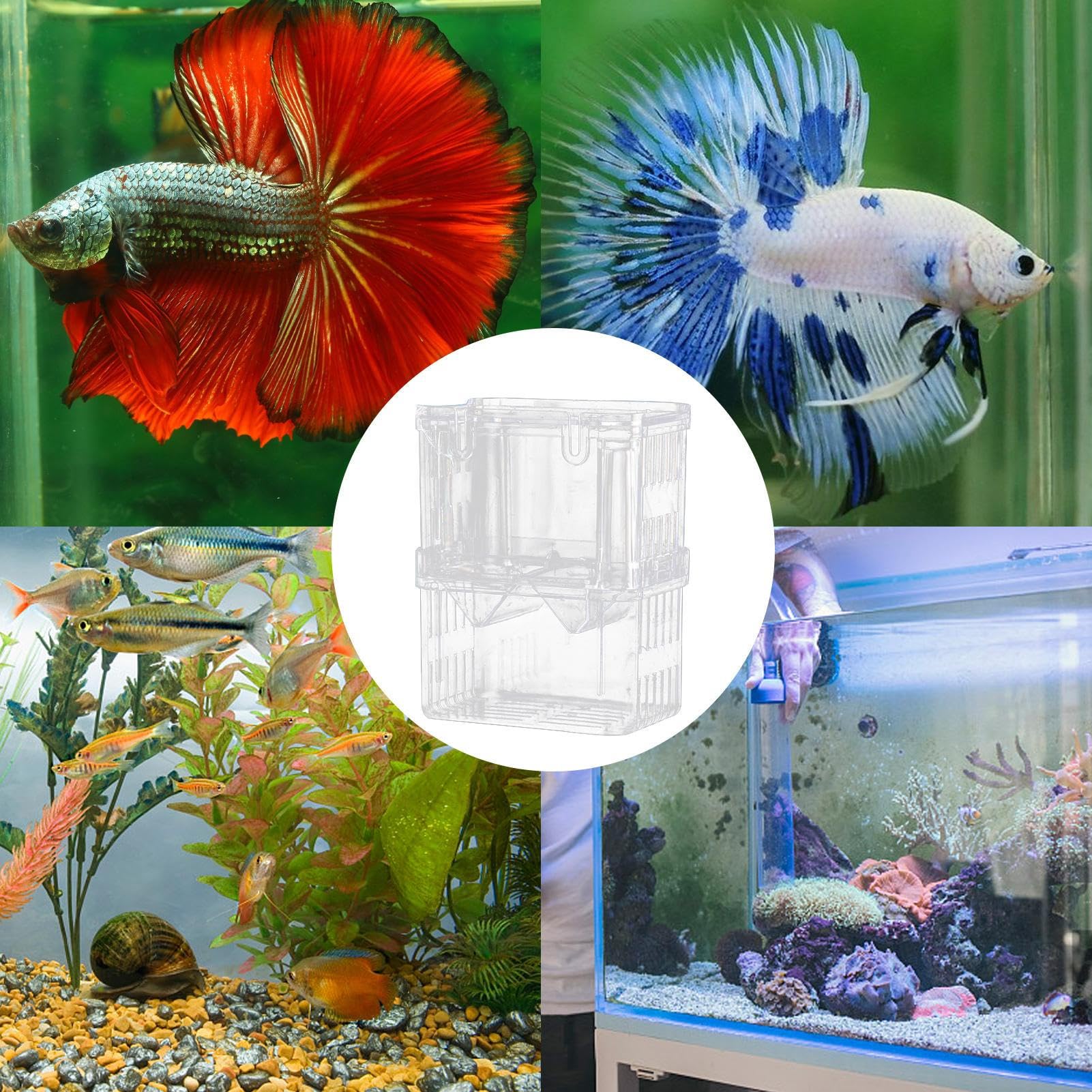 Scatola Di Allevamento Natuce In Acrilico - 17x11x8,5 Cm, Con Ventose E Scomparti Rimovibili Per Pesci E Gamberetti - Foto 12