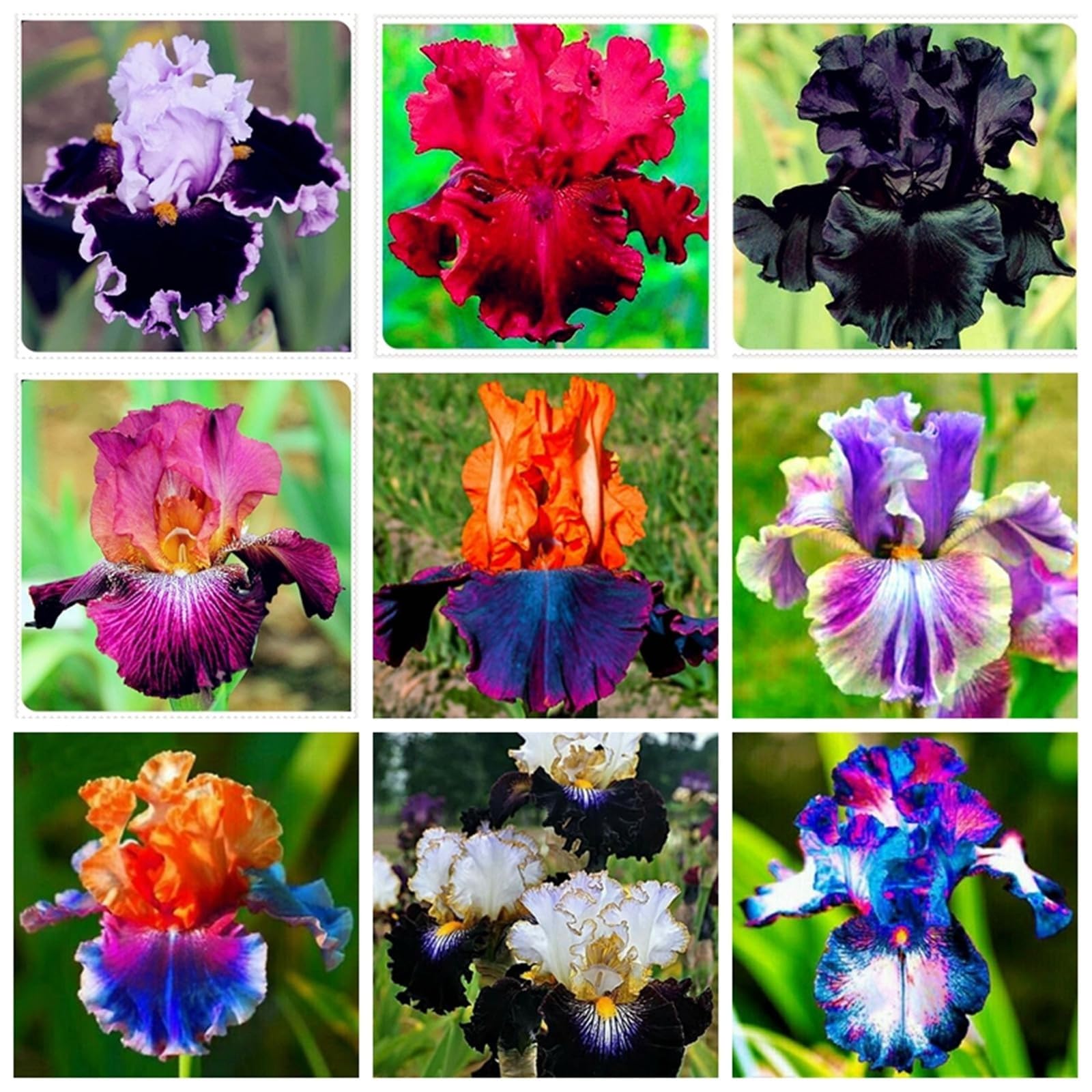 Bearded Iris Bulbs Mix for Planting Now UK/Fragrant Large Bloom Iris Tubers,Winter‑Hardy Plants for UK Garden Borders,Perennial,Excellent Display,Elegant,Garden Stakes.- 6Rhizome-E