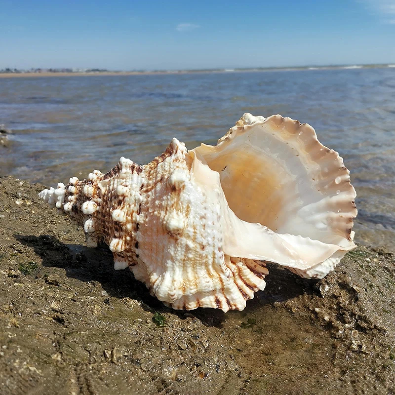 FOSANGNANTU Shells for Crafts,Big Chrysanthemum Frog Snail Conch Shells Stone Horn Snail Can Be Made Into Horn Fish Tank Aquarium Natural Home Decor 18-19cm