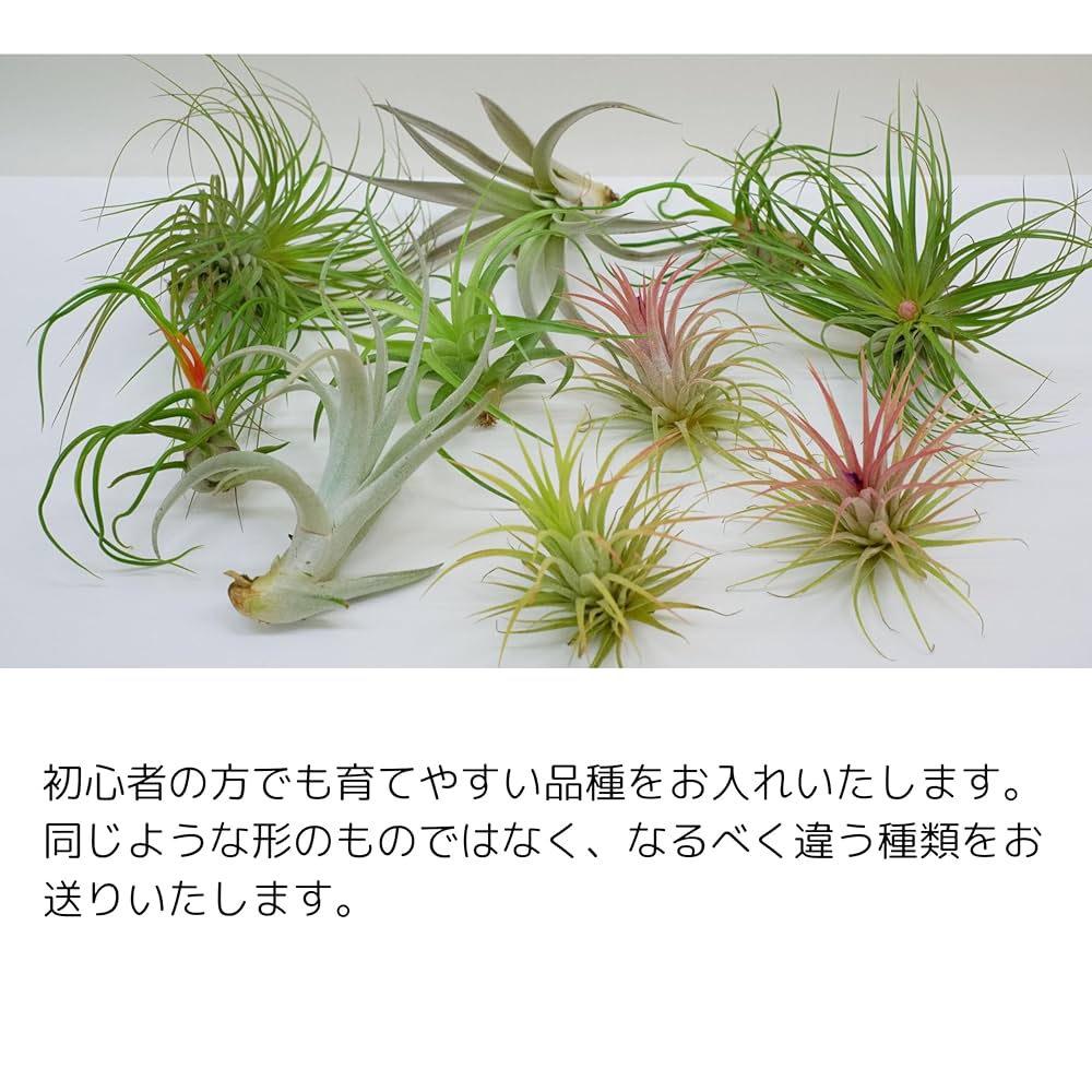 Amazon｜【サイズで選べる】 エアプランツ (4種類, Sサイズ