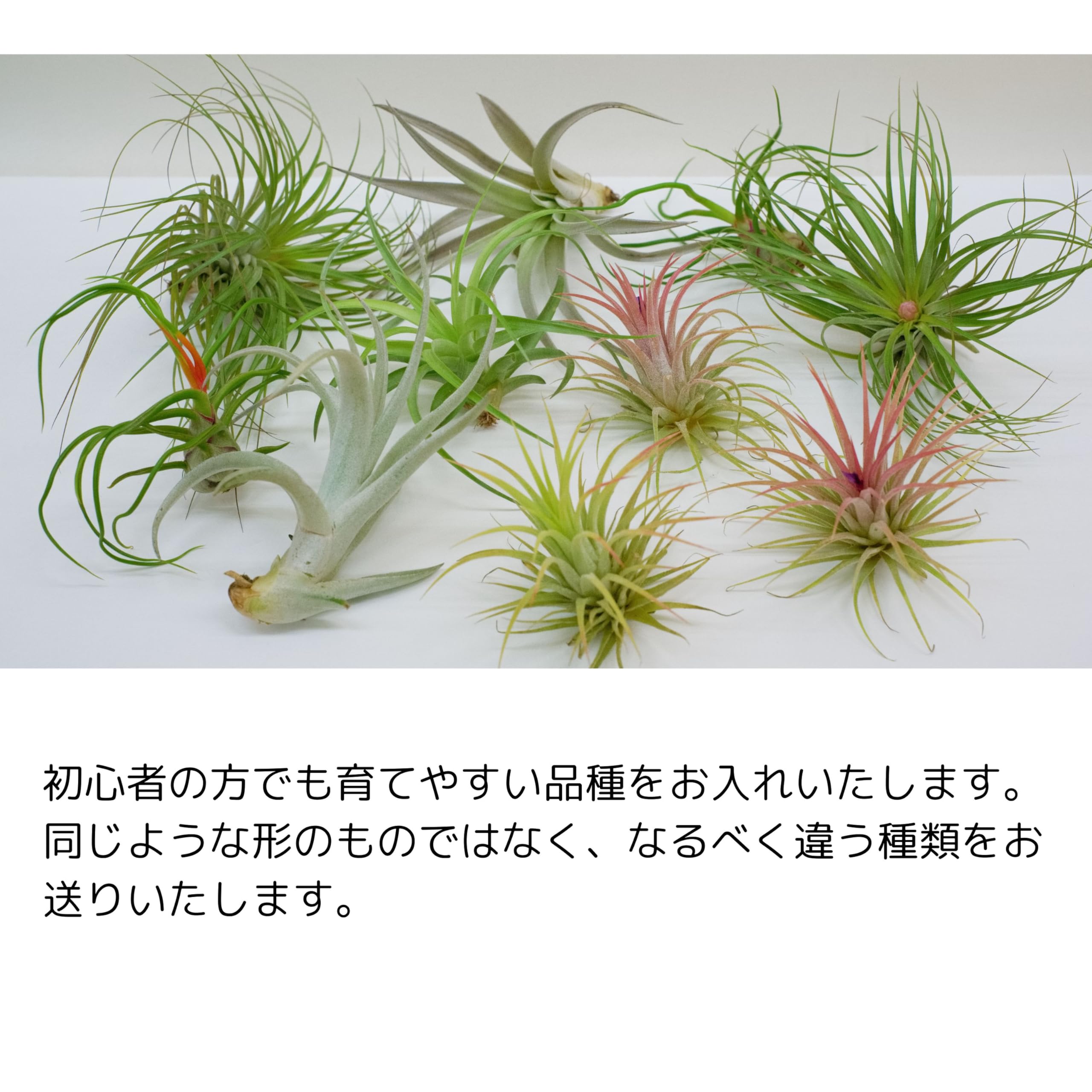 Amazon｜【サイズで選べる】 エアプランツ (4種類, Sサイズ) おまかせ